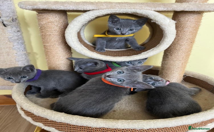 Russian Blue cats - Advert 4