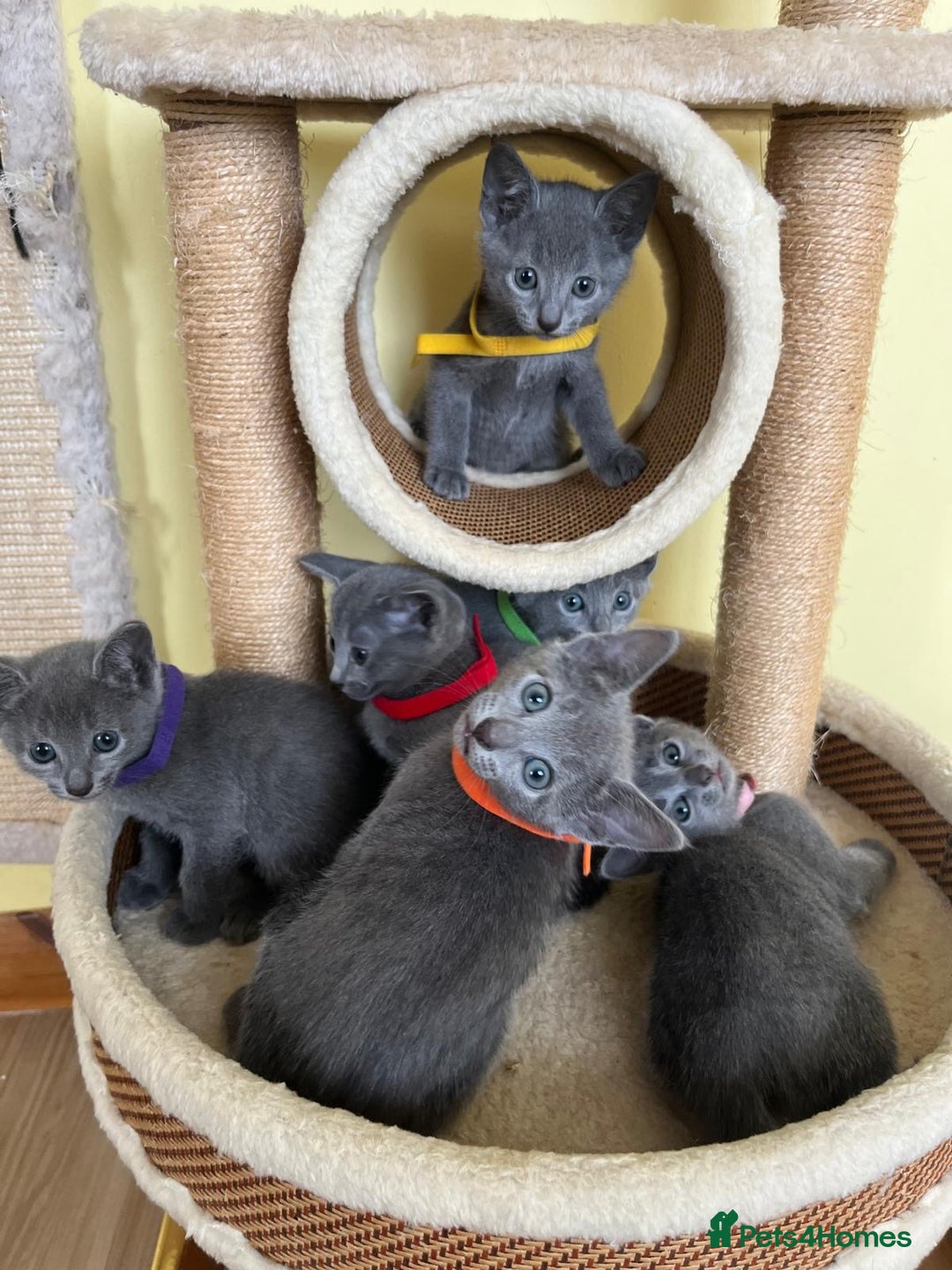 Russian Blue cats for sale: Pure Breed Russian Blue TICA registered  - Image 1