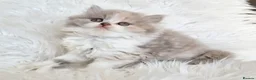 British Shorthair cats for sale: Stunning loving British longhair  - Advert 13