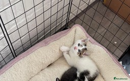 European cats for sale: cat give - Image 1