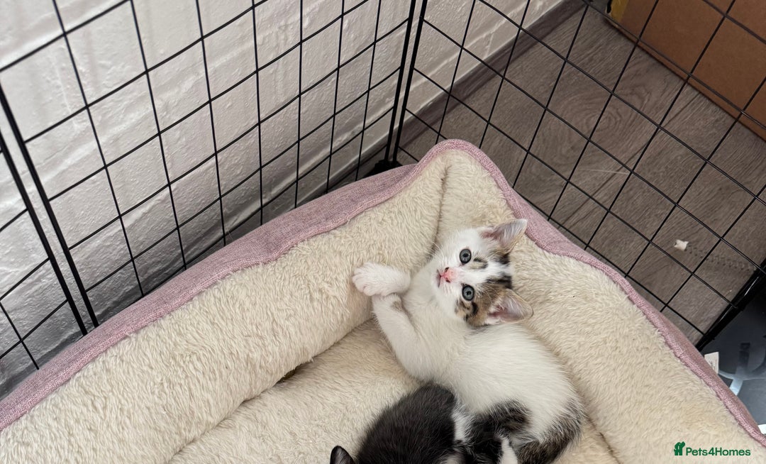 European cats for sale: cat give - Image 1