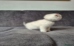 British Shorthair cats for sale: TICA Blue/gold/silver colourpoint - Image 19