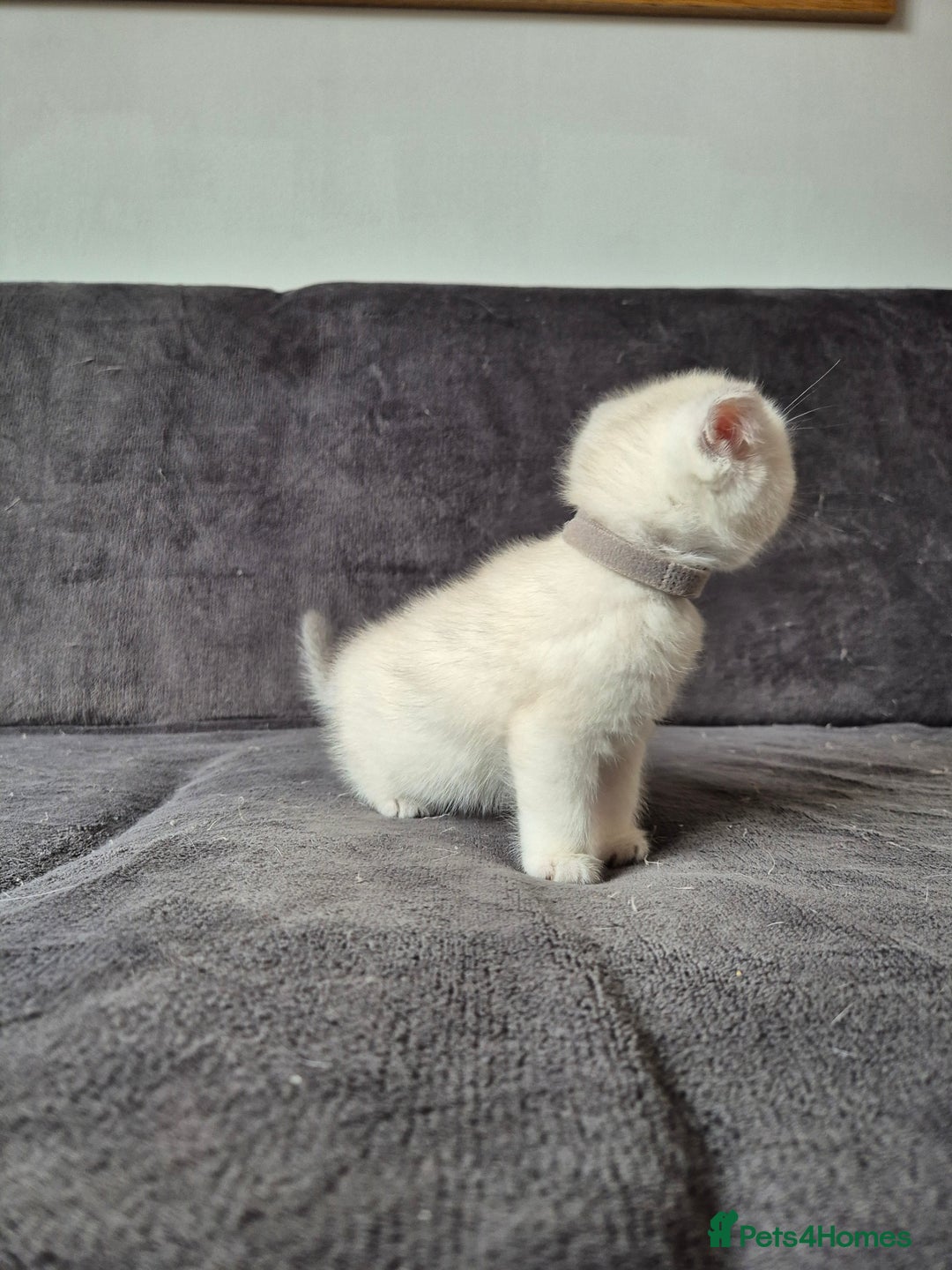 British Shorthair cats for sale: TICA Blue/gold/silver colourpoint - Image 19