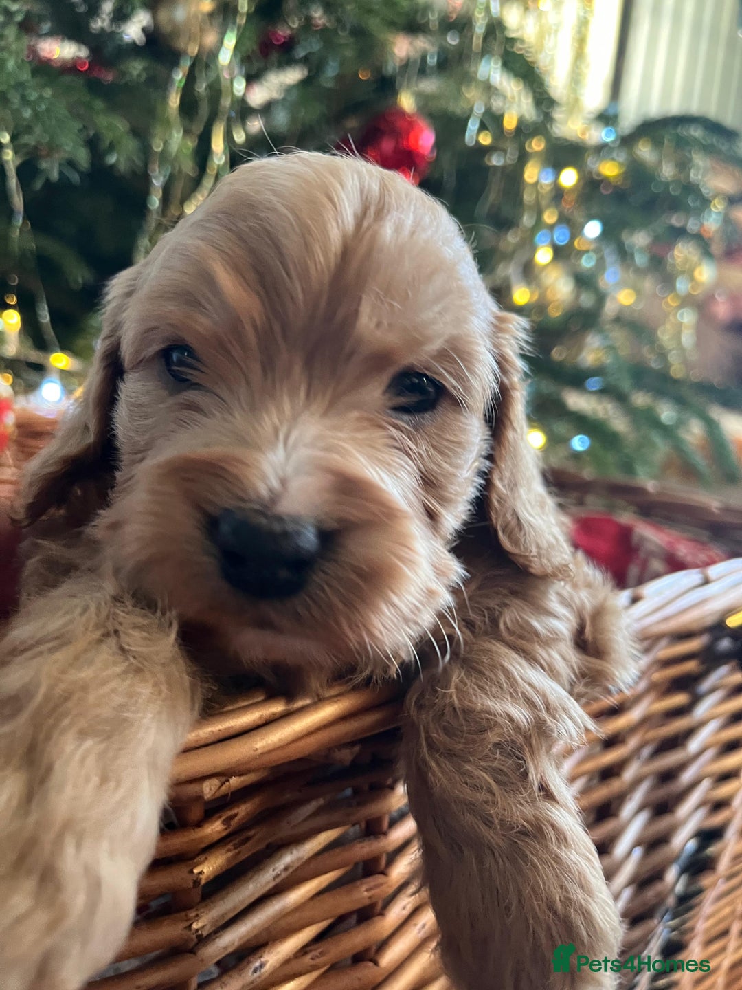 Cockapoo dogs for sale: Beautiful cockapoo puppies - Advert 38