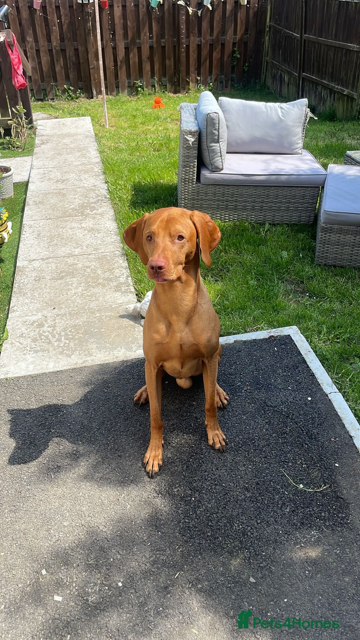 Hungarian Vizsla dogs Hungarian vizsler 4 years old - Advert 7