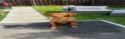 Hungarian Vizsla dogs for sale: Hungarian vizsler 4 years old in Ulverston - Advert 1