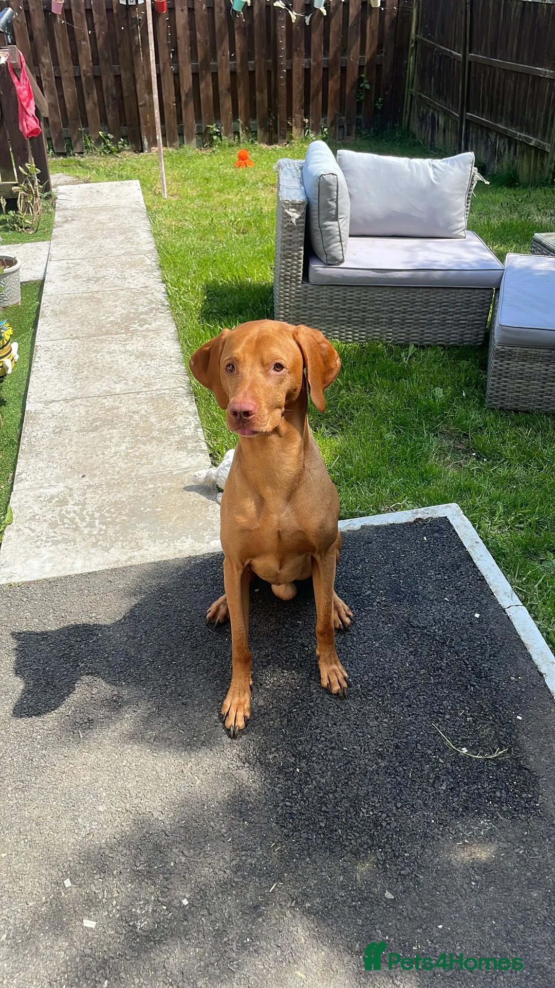 Hungarian Vizsla dogs for sale: Hungarian vizsler 4 years old in Ulverston - Advert 1