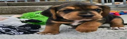 Bocker dogs for sale: Beautiful Bocker Pups - Ready 14.09.26 in Thirsk - Advert 13