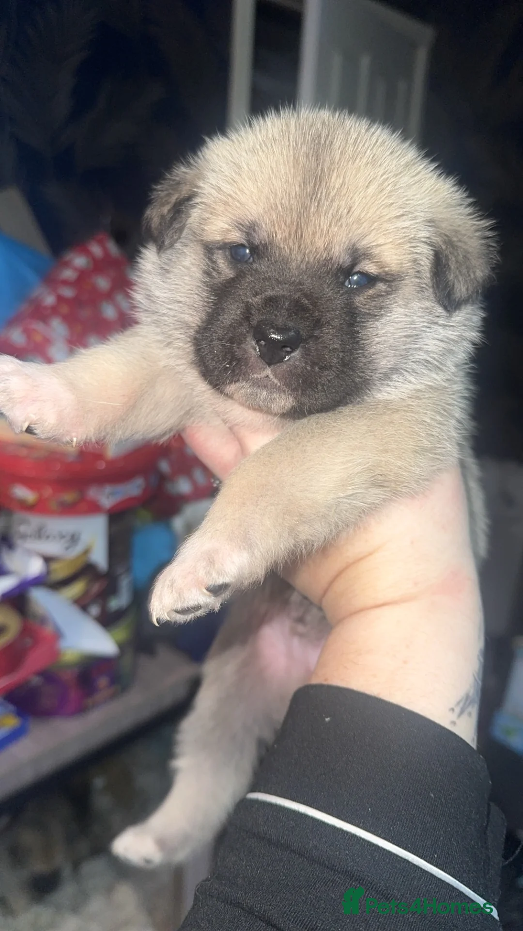 Mixed Breed dogs for sale: Akita cross  - Advert 1