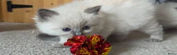 Ragdoll cats for sale: Beautiful ragdoll kittens  - Advert 3