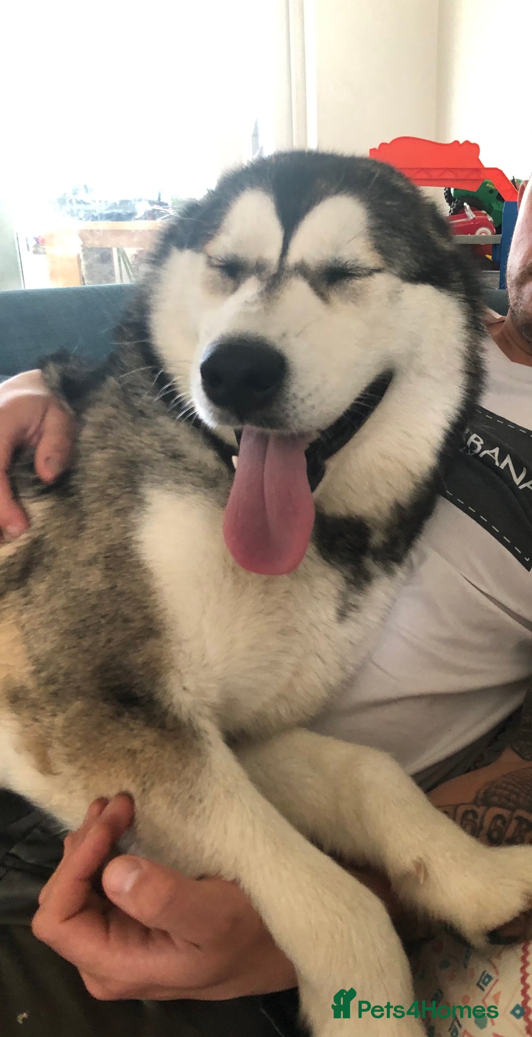 Alaskan Malamute dogs for sale: Alsaskan malamute puppies  - Advert 12