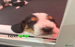 Basset Hound dogs for sale: Beautiful Basset Hound Puppies  - Image 11
