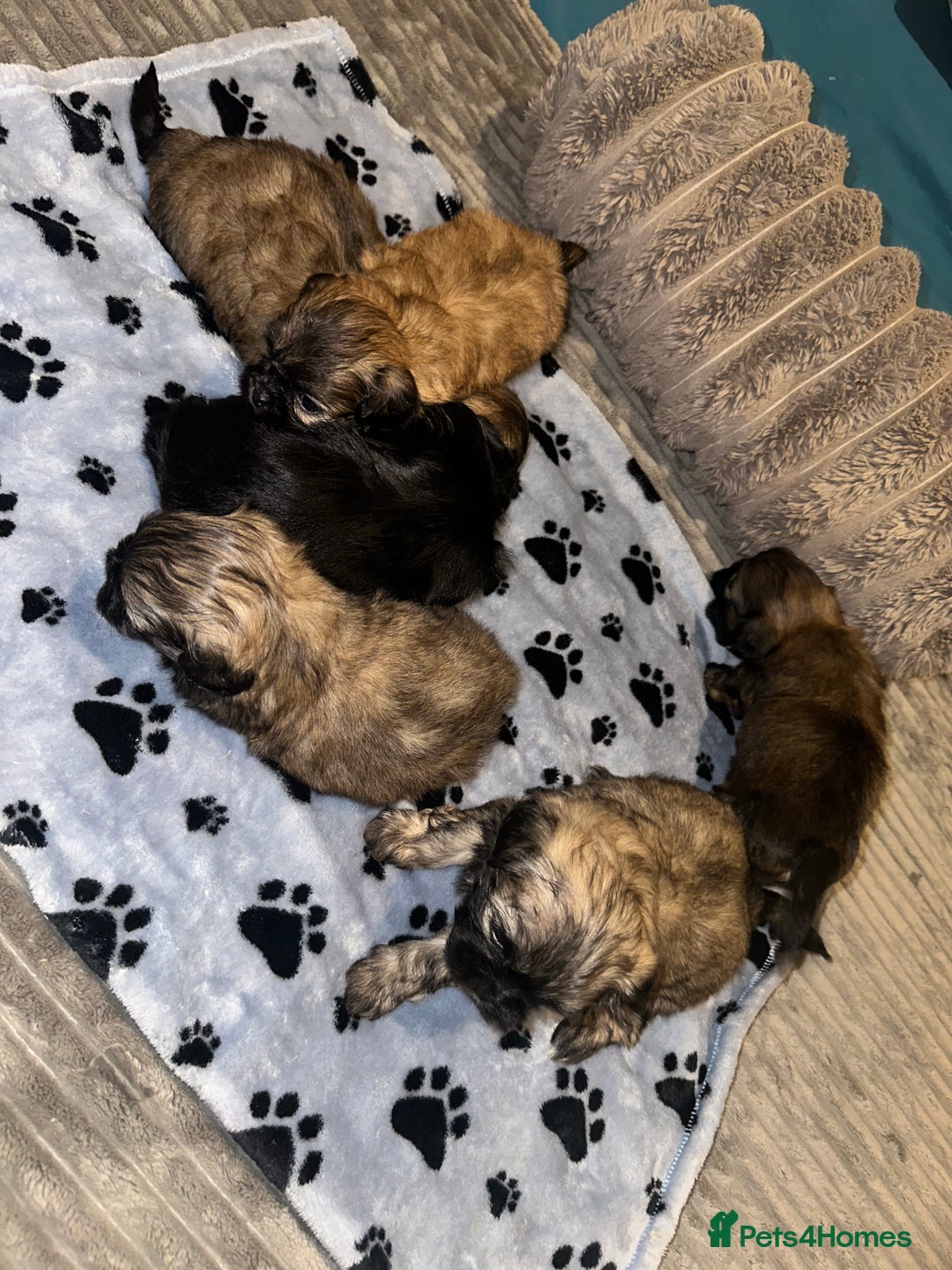 Shihpoo dogs for sale: Shihpoo 6 girls  - Advert 9