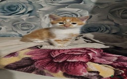 Mixed Breed cats for sale: Mixed bread  - Image 4