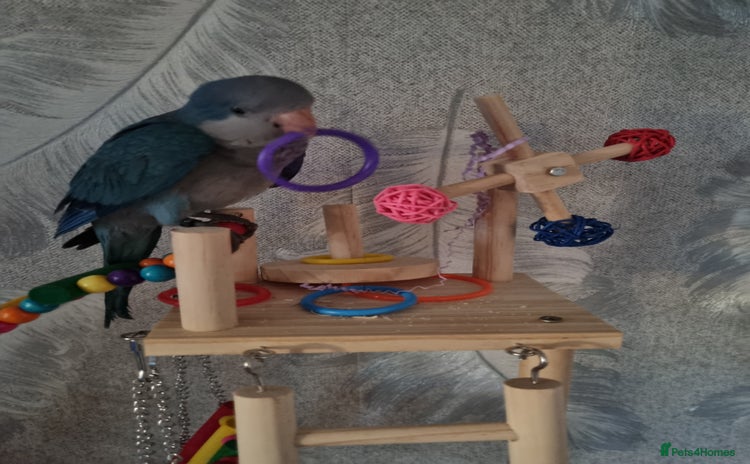 Parakeets birds - Advert 1