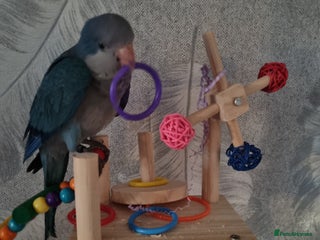 Parakeets birds for sale - Advert 1