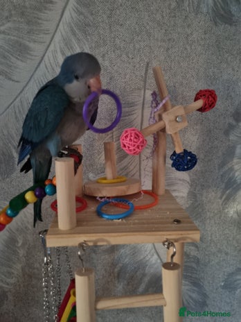 Parakeets birds - Advert 1