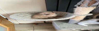 Ragdoll 5