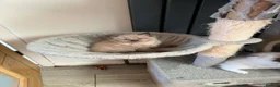 Ragdoll cats for sale: Ragdoll kittens  in Blackburn - Advert 15