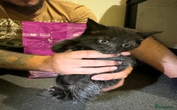 British Shorthair cats for sale: British shorthair mixed  - Image 2