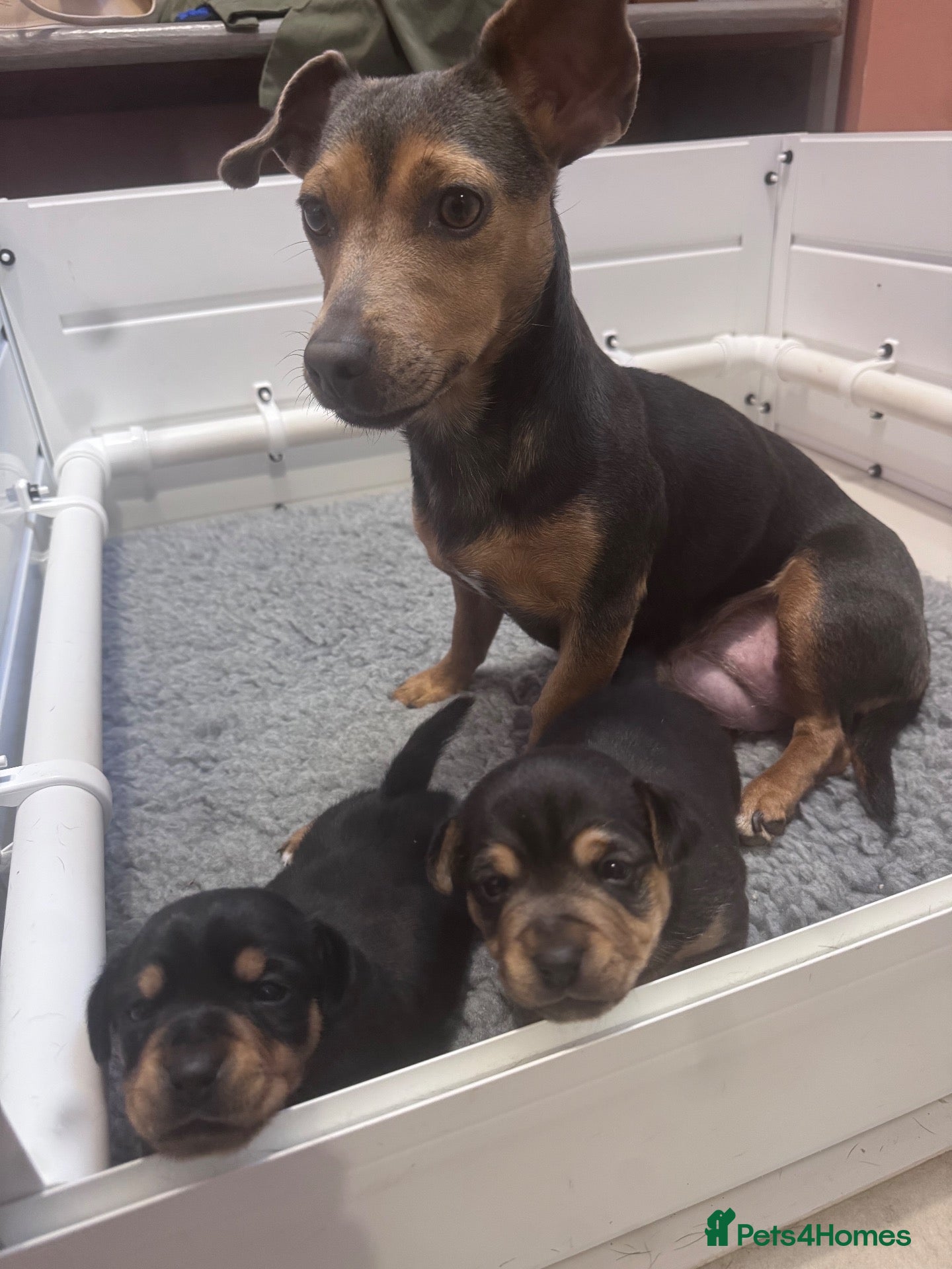 Jack Russell dogs Mini Jack Russel pups - Advert 1