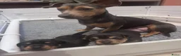 Jack Russell dogs for sale: Mini Jack Russel pups in Wakefield - Advert 1
