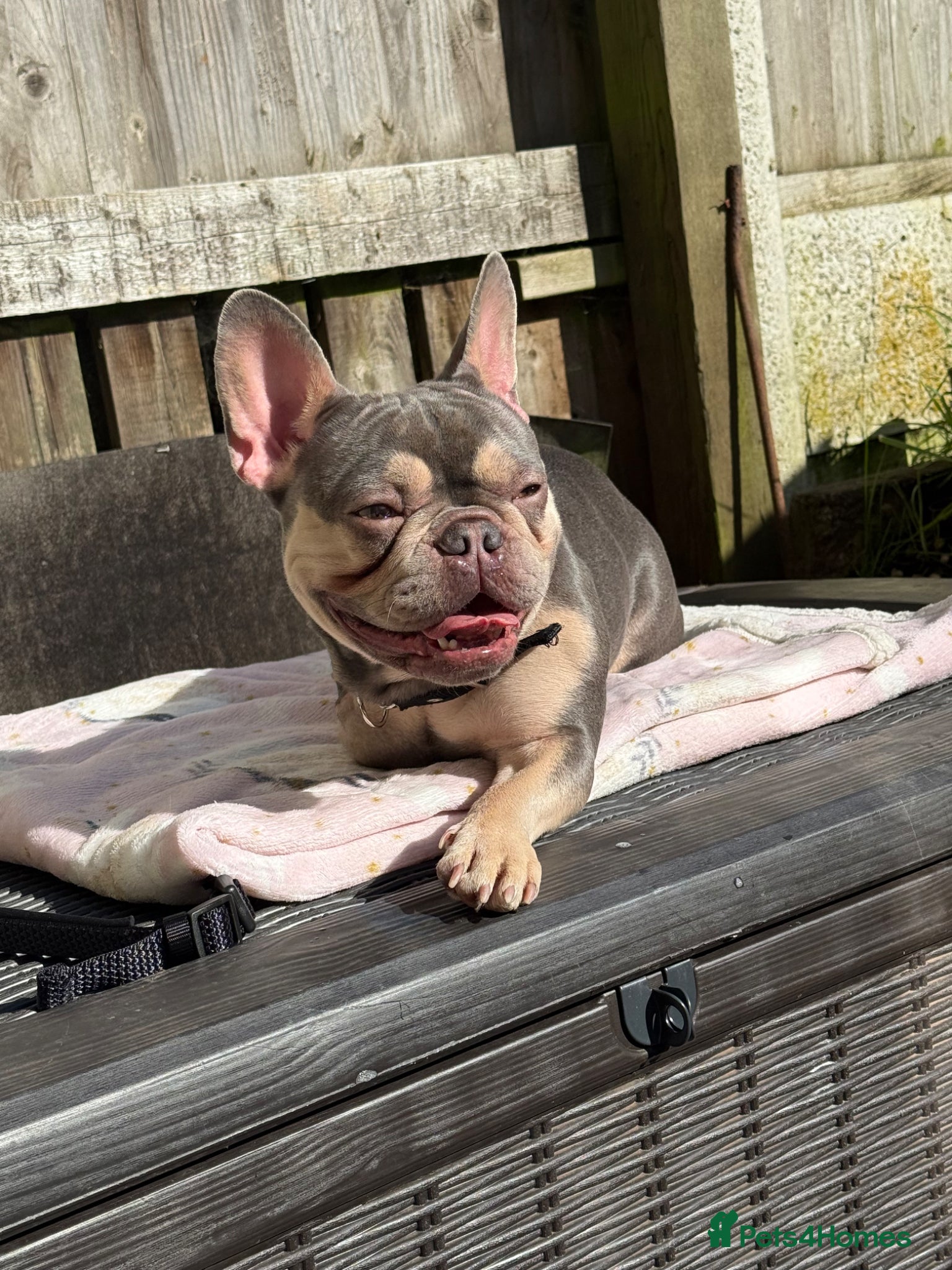 French Bulldog dogs French bulldog female  - Advert 1