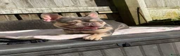 French Bulldog dogs for sale: French bulldog female  in Nottingham - Advert 1