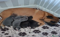 Staffordshire Bull Terrier dogs for sale: Staffy pups ready 26th august 2 brindle 3 blue - Image 36