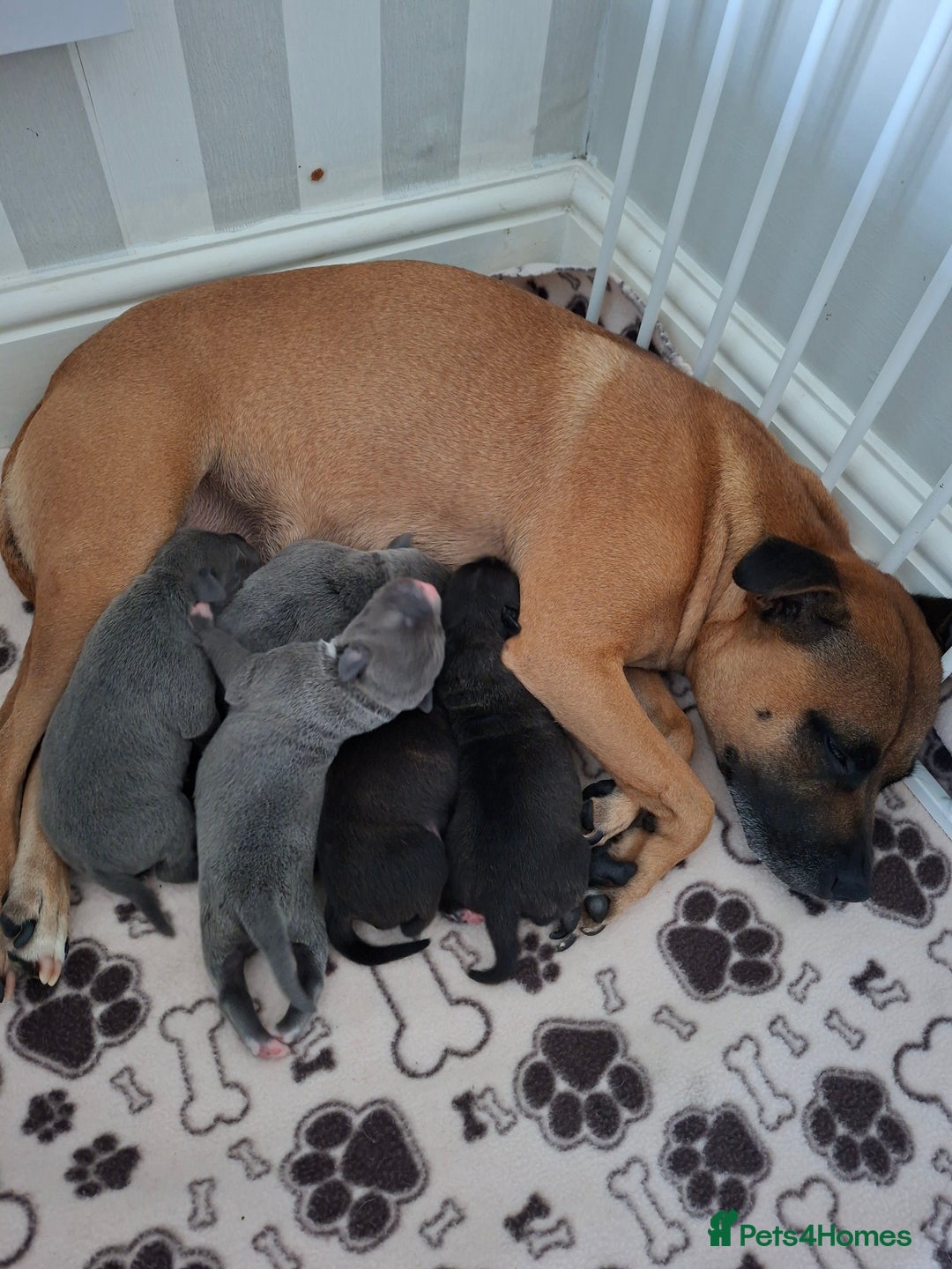 Staffordshire Bull Terrier dogs for sale: Staffy pups ready 26th august 2 brindle 3 blue - Image 36