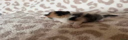 Mixed Breed cats for sale: Beautiful litter of kittens available! - Advert 5