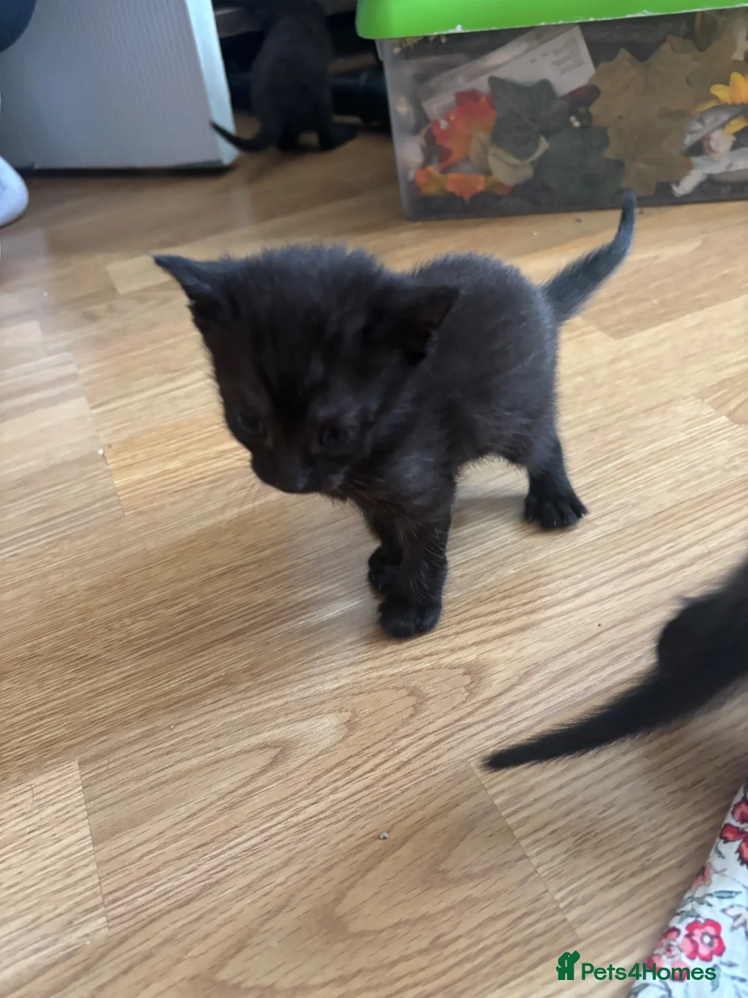 Mixed Breed cats for sale: 5 Stunning Kittens - Advert 11