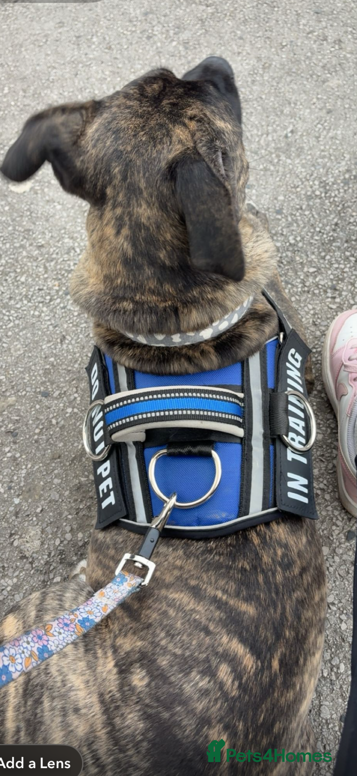 Mixed Breed dogs REDUCED nova cane corso❤️ - Advert 1