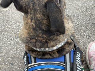 Mixed Breed dogs This is nova - Advert 1