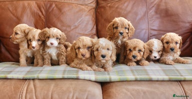 Miniature Cavapoo puppies for sale | Pets4Homes