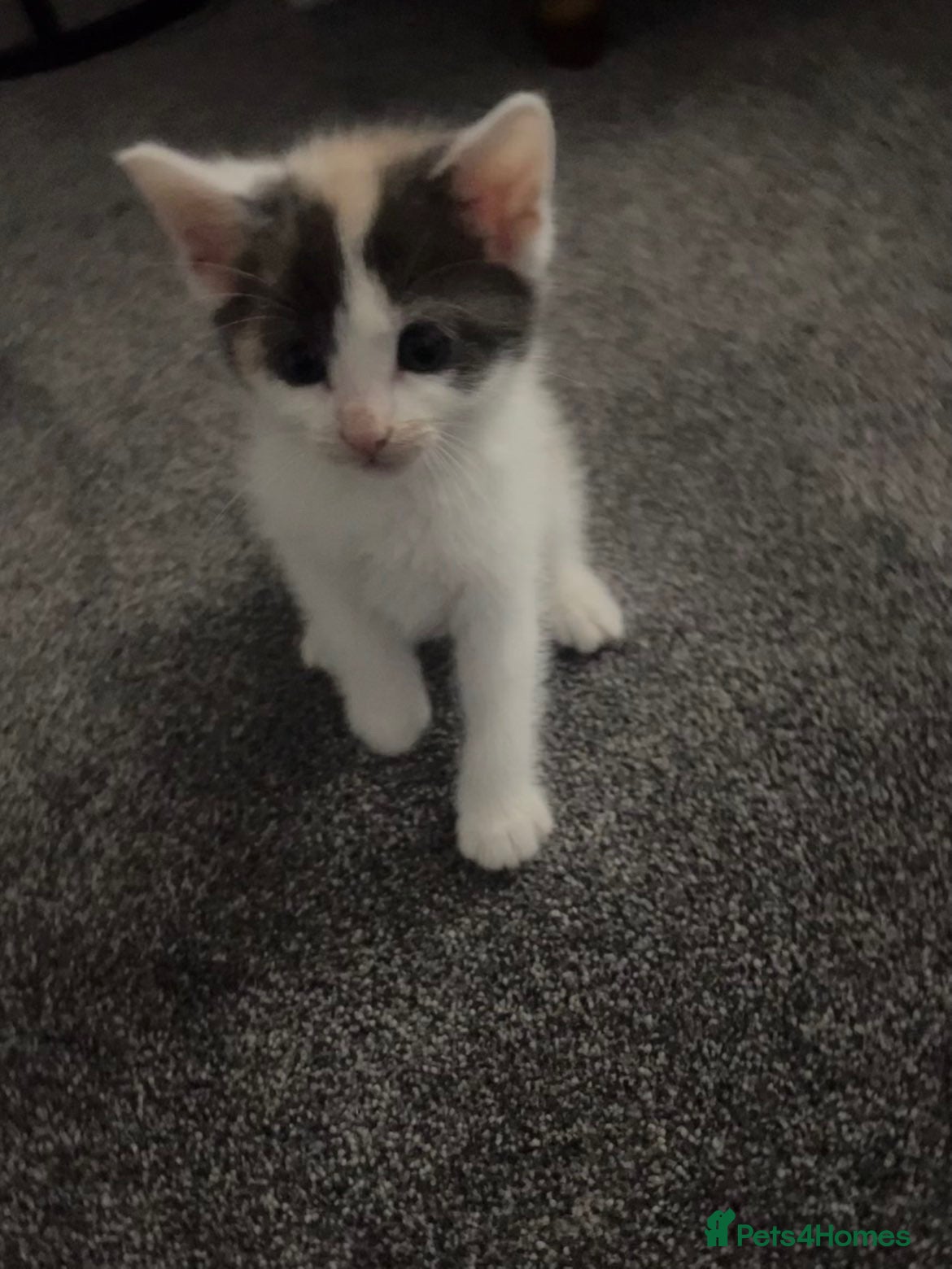 Ragdoll cats Calico kittens  - Advert 2