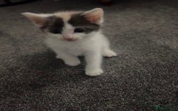 Ragdoll cats for sale: Calico kittens  - Image 1