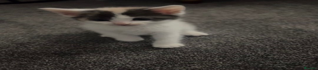 Ragdoll Kitten 5
