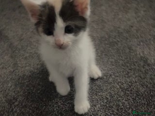 Ragdoll cats - Advert 30