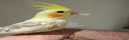 Cockatiels birds for sale: Hand Reared Cockatiel - Advert 5