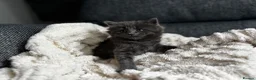 Siberian cats for sale: Beautiful siberian with American shorthair - Advert 2