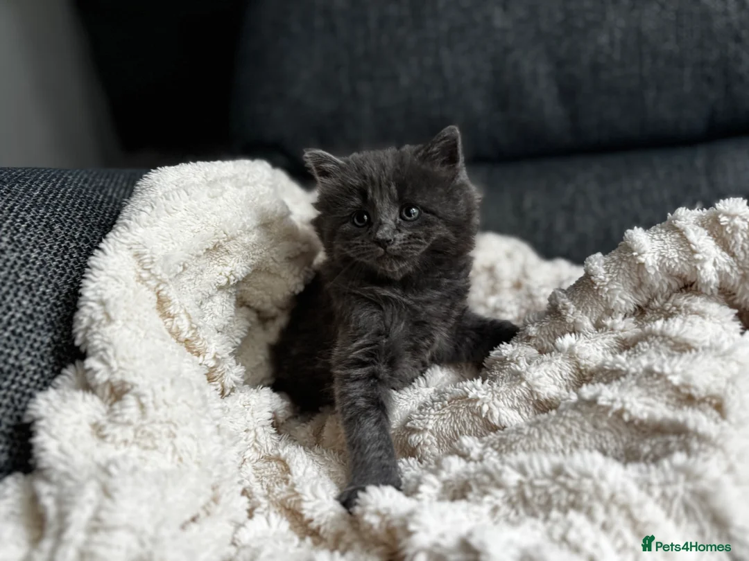 Siberian cats for sale: Beautiful siberian with American shorthair - Advert 2