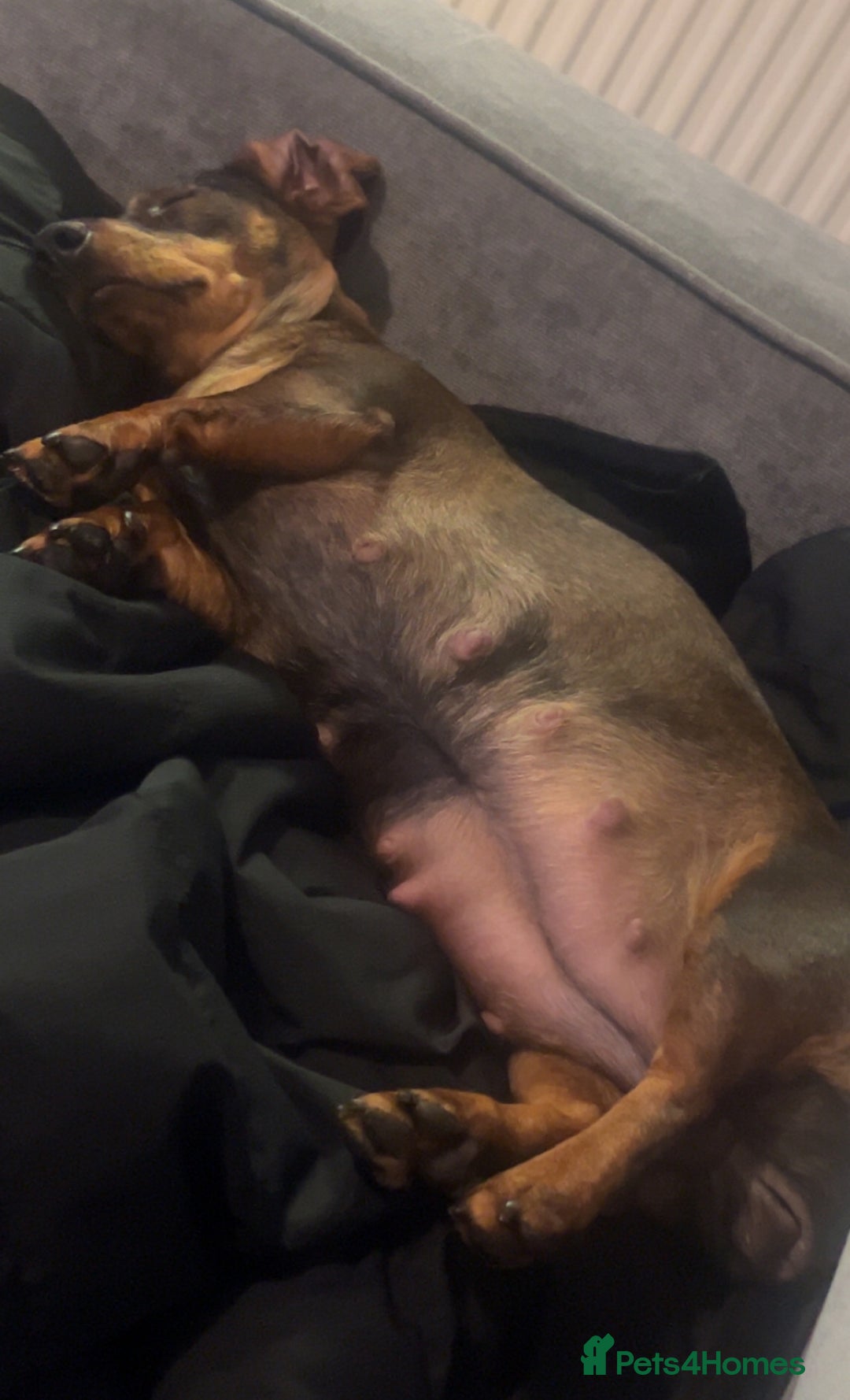Miniature Dachshund dogs for sale: Miniature dachshund merle - Image 3