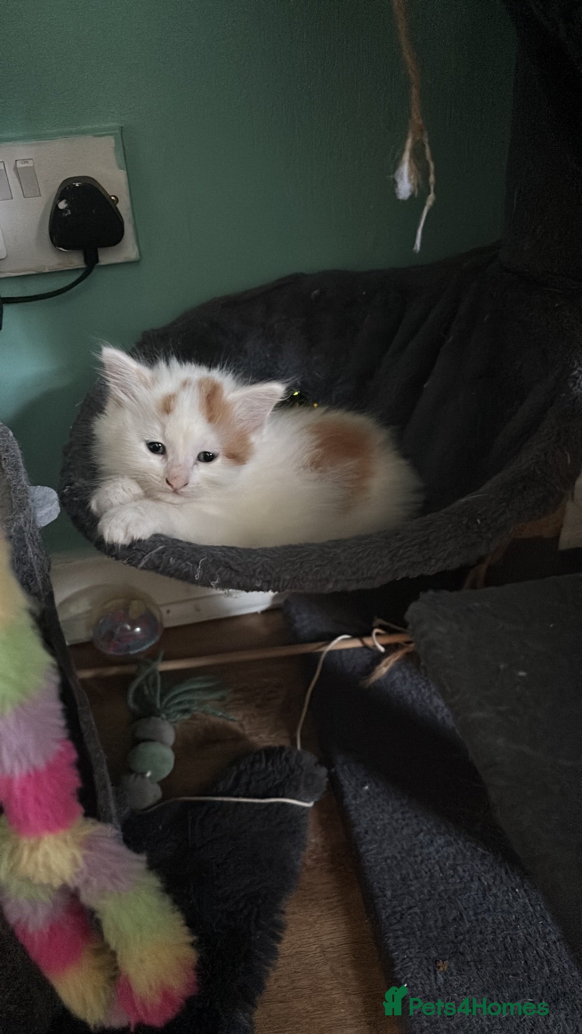 Maine Coon cats Beautiful Mix kittens - Advert 5