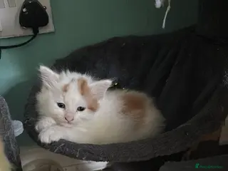 Maine Coon cats Beautiful Mix kittens - Advert 5