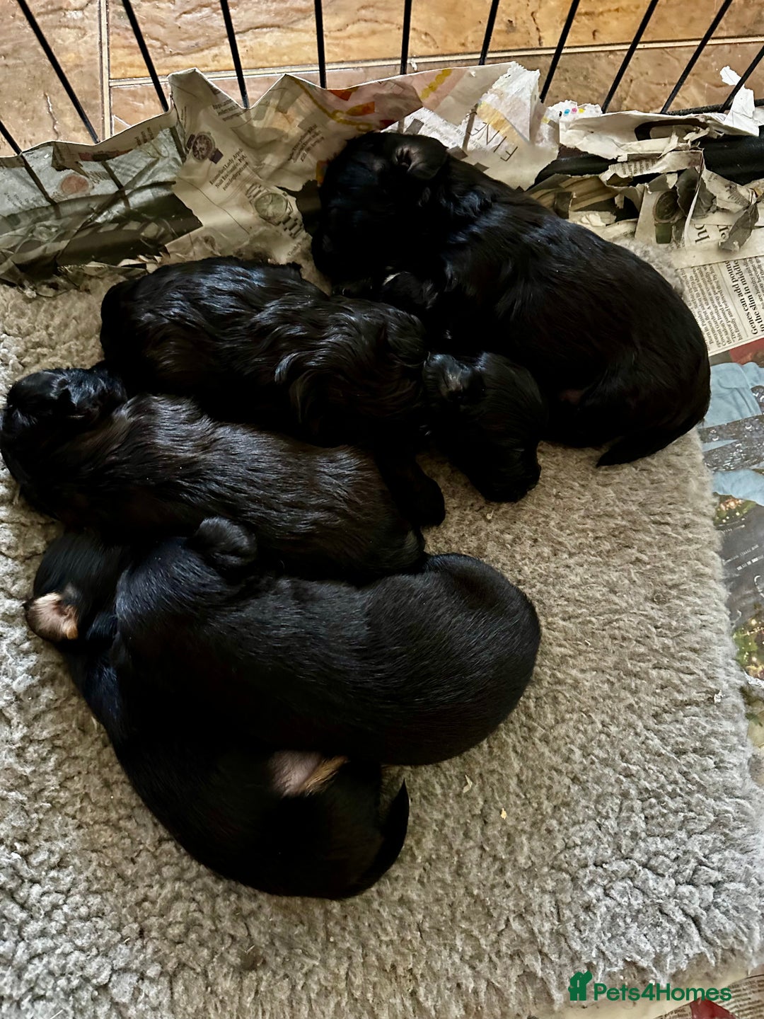 Yorkiepoo dogs for sale: Yorkiepoo Puppies to the manor born - Image 8