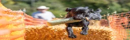 Labrador Retriever dogs for stud: Labrador Stud - Advert 1