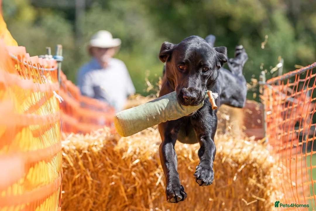 Labrador Retriever dogs for stud: Labrador Stud - Advert 1