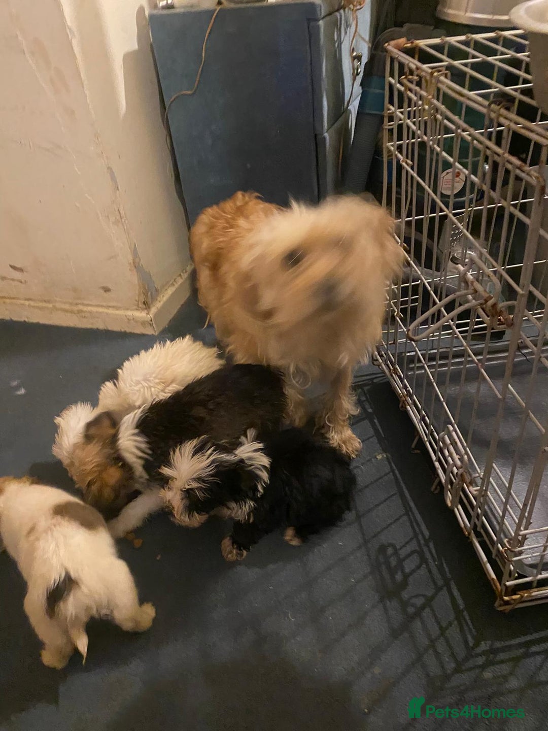 Jackapoo dogs for sale: Jackapoo puppies for sale  - Image 5