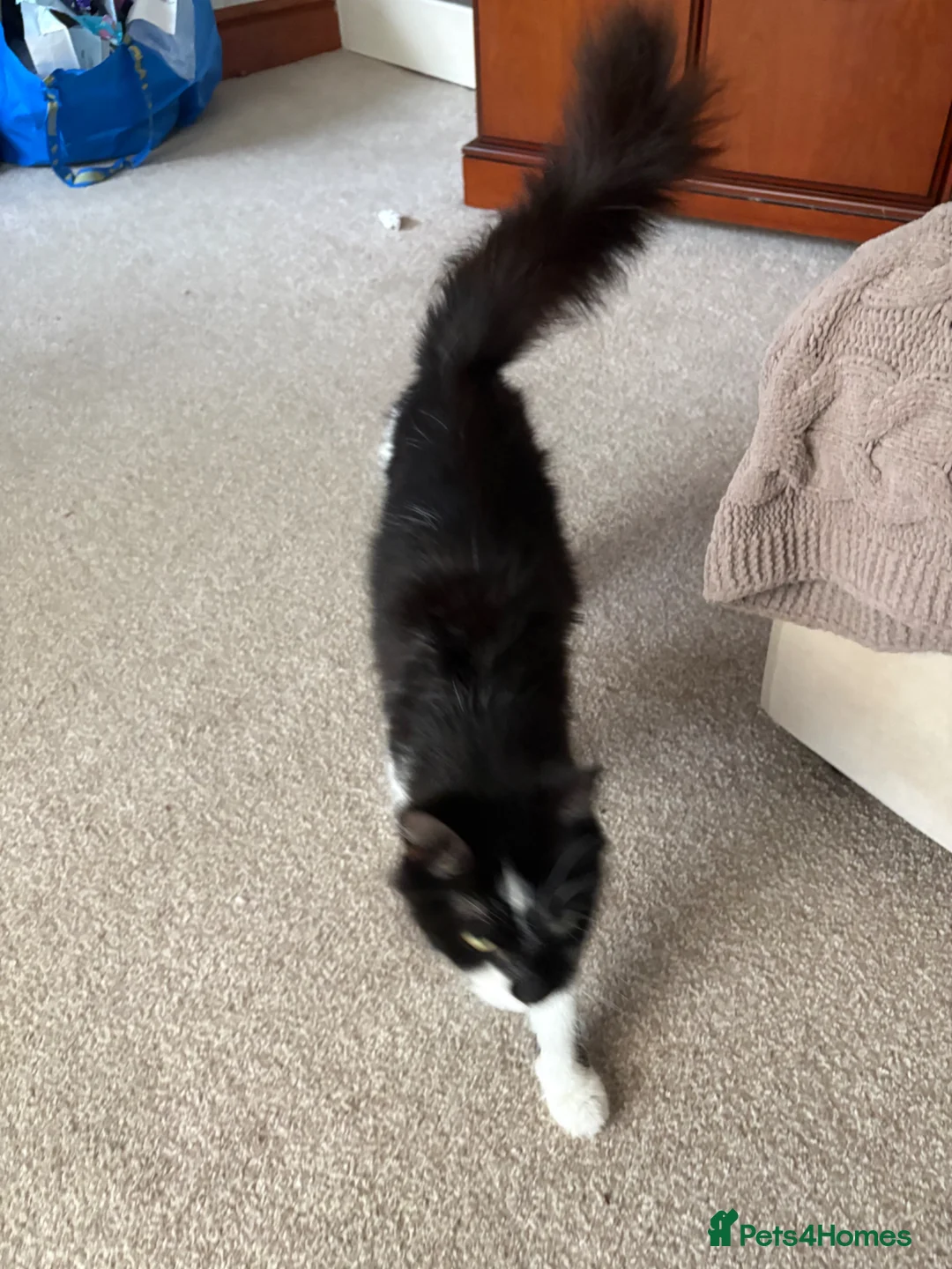 Maine Coon cats for sale: Maine coon for rehoming in Solihull - Advert 2